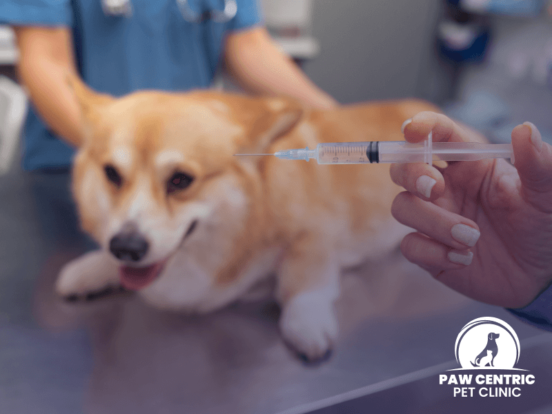 Emergency Pet Clinic for Dogs and Cats in Noida